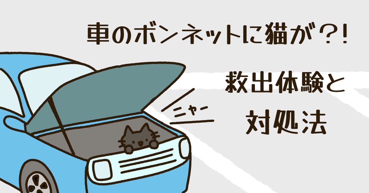 車のボンネットに猫が入った時の救出方法と対処法の体験談