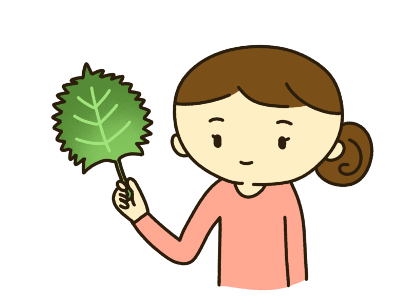夏野菜の紫蘇をおすすめする主婦